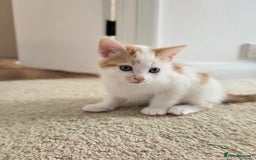 Mixed Breed cats for sale:  Blue eyes Flower pattern mark unique kitten  - Image 3