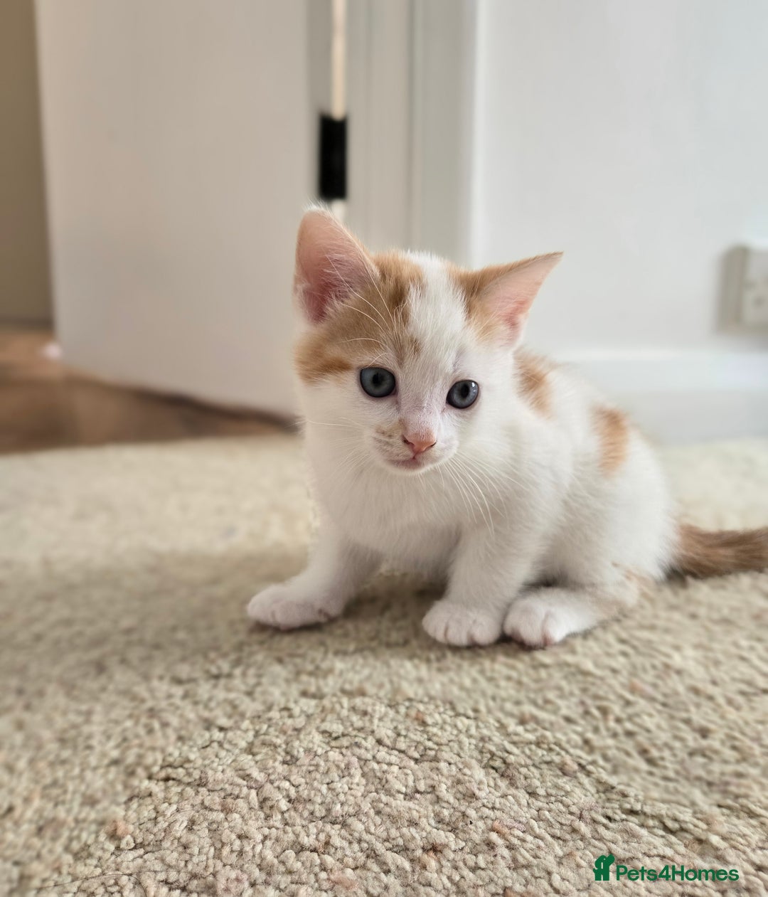 Mixed Breed cats for sale:  Blue eyes Flower pattern mark unique kitten  - Image 3