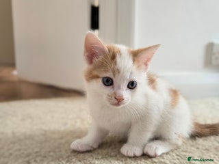 Mixed Breed cats - Advert 15