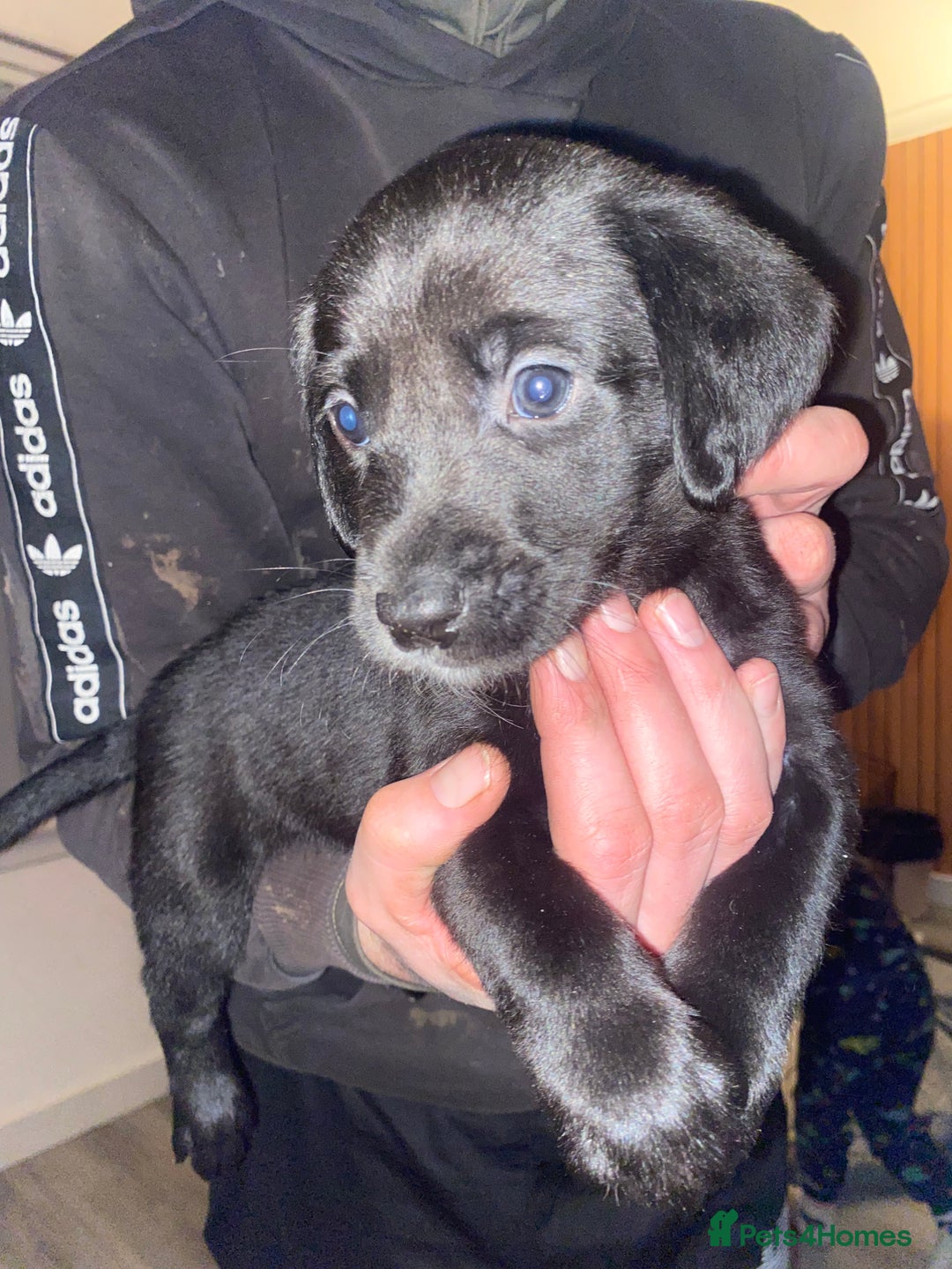 Springador dogs for sale: Labrador puppies - Advert 13