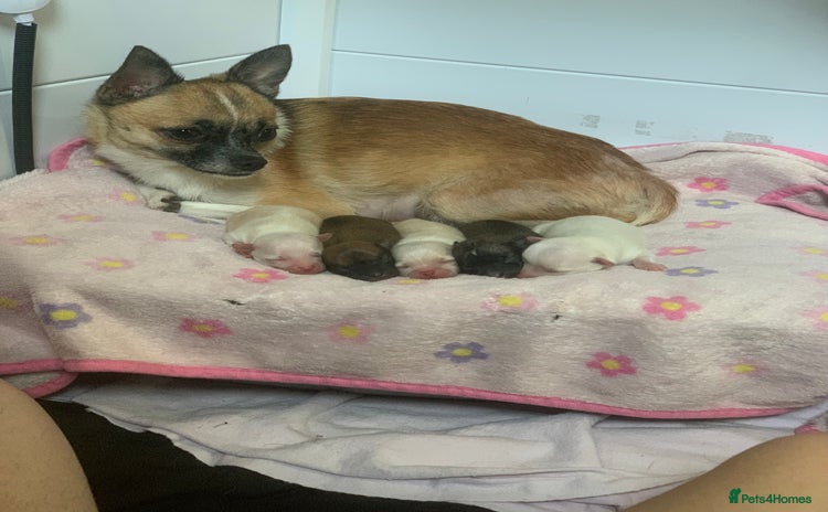 Pomchi dogs - Advert 14