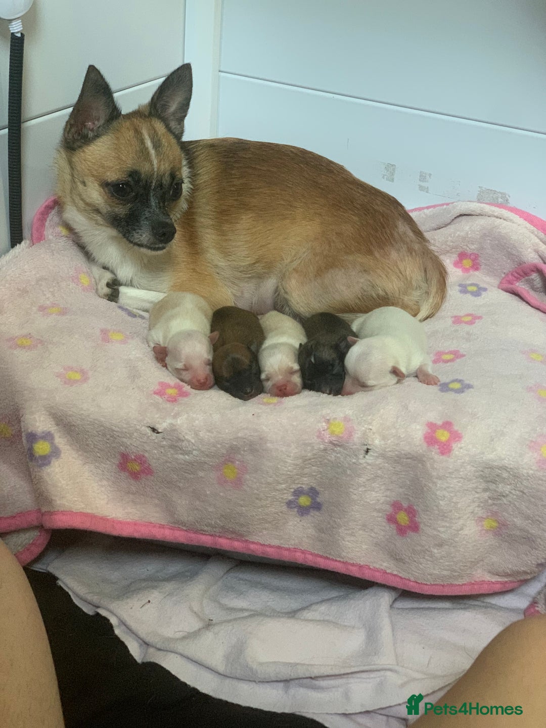 Pomchi dogs for sale: 🐾MALE POMCHI PUPPIES🐾 - Advert 1