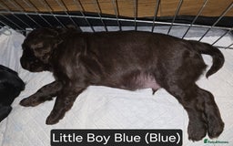 Cocker Spaniel dogs for sale: Working Cocker Spaniels - Image 19