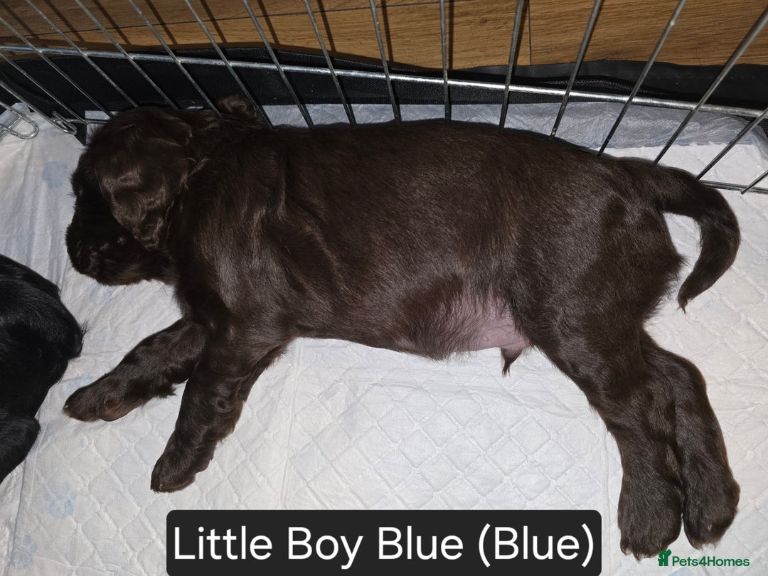 Cocker Spaniel dogs for sale: Working Cocker Spaniels - Image 19