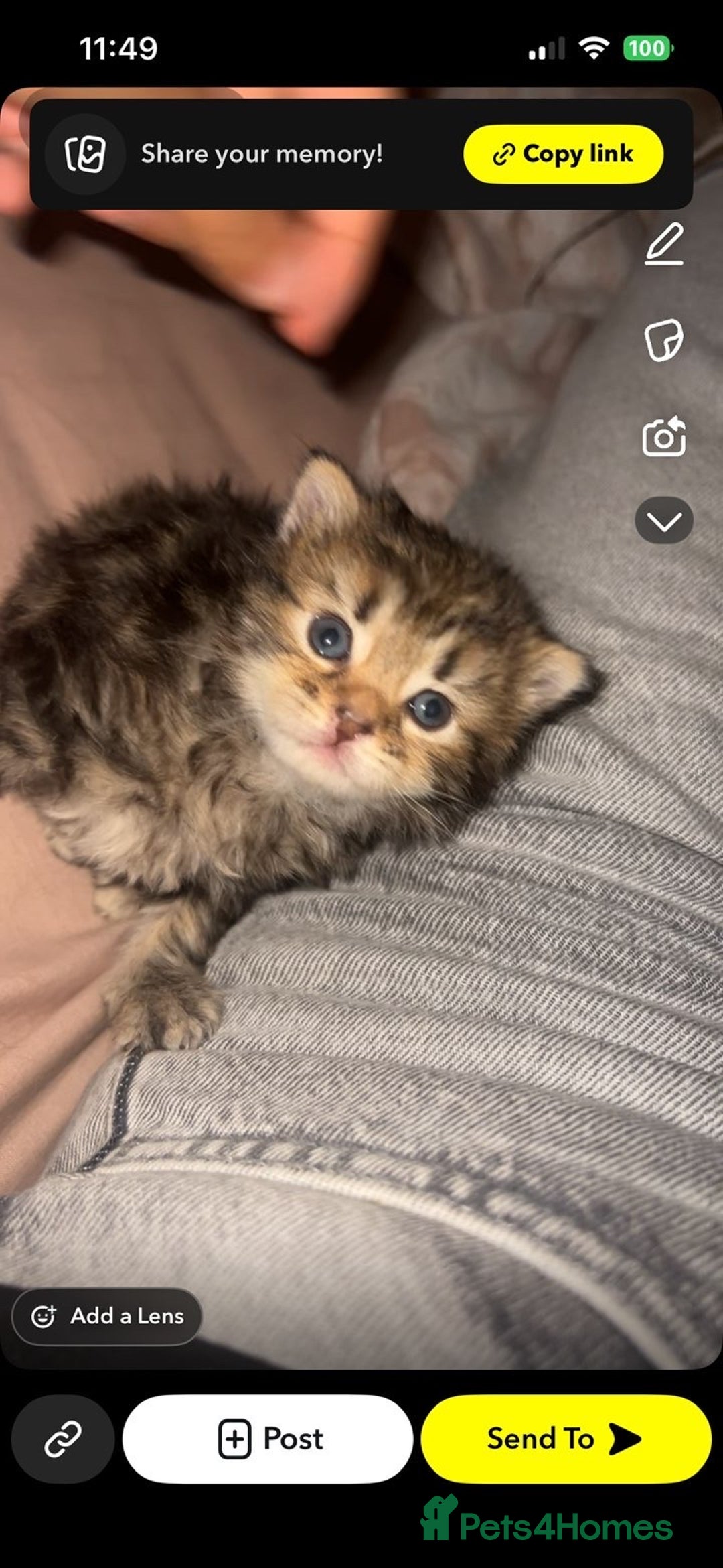 Mixed Breed cats for sale: Kitten for sale!  - Image 6