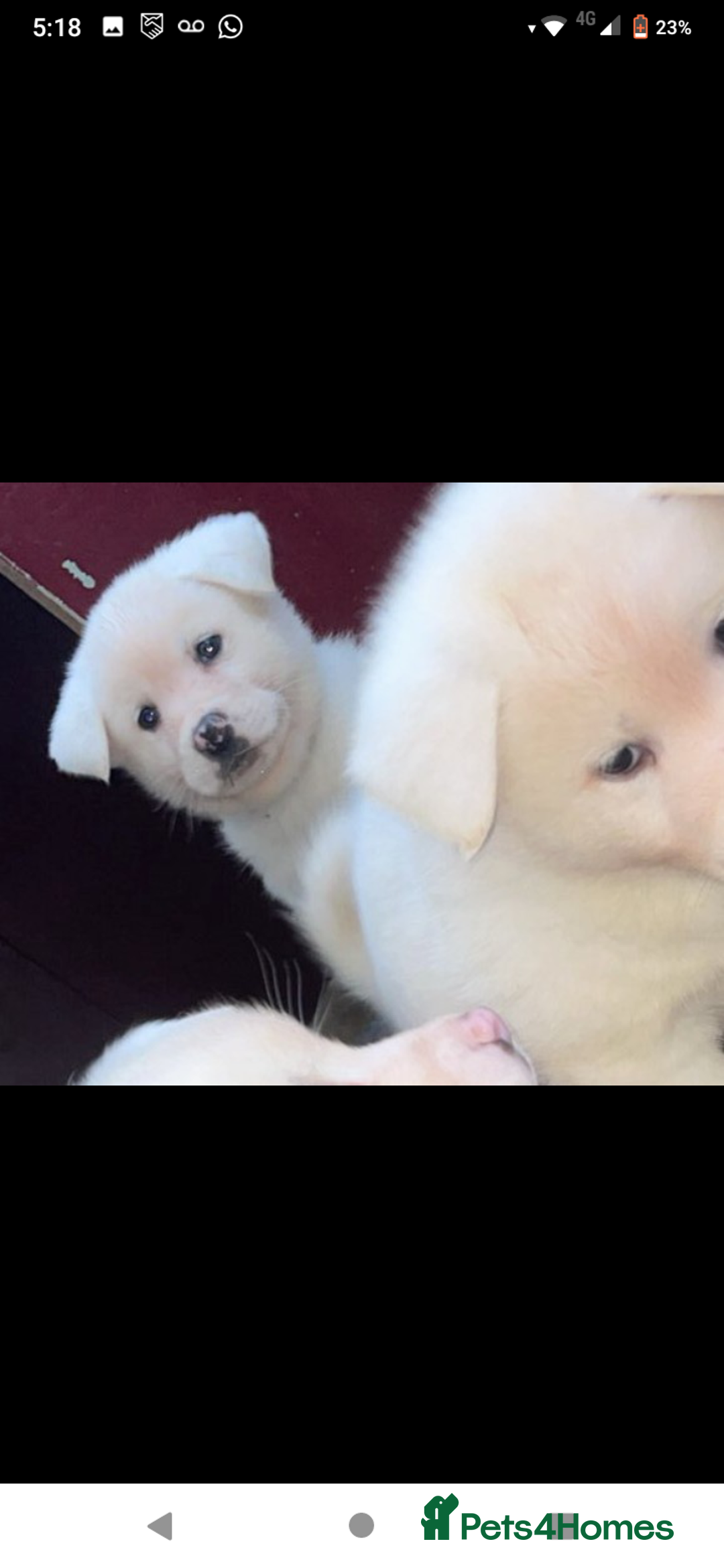 Japanese Akita Inu dogs for sale: Japanese Akita Puppies🐶 - Advert 6