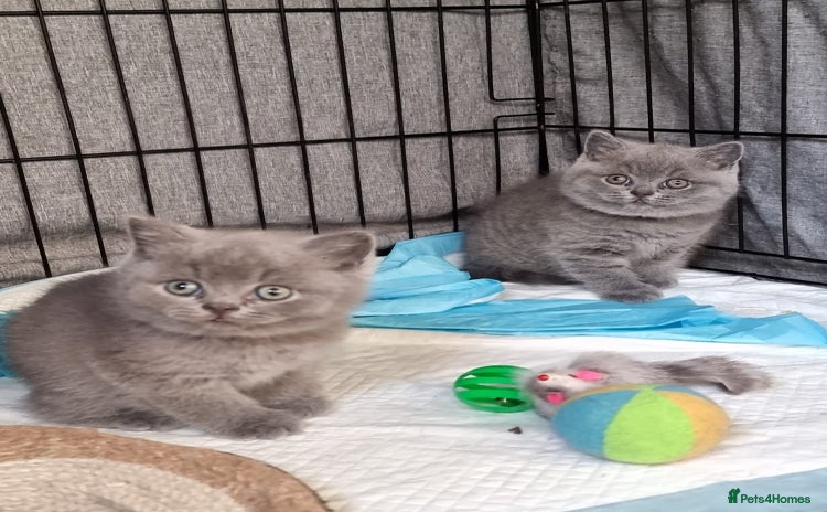 British Shorthair cats - Advert 3