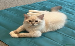 Ragdoll cats for sale: GCCF Ragdoll Kittens 😻 - Image 4