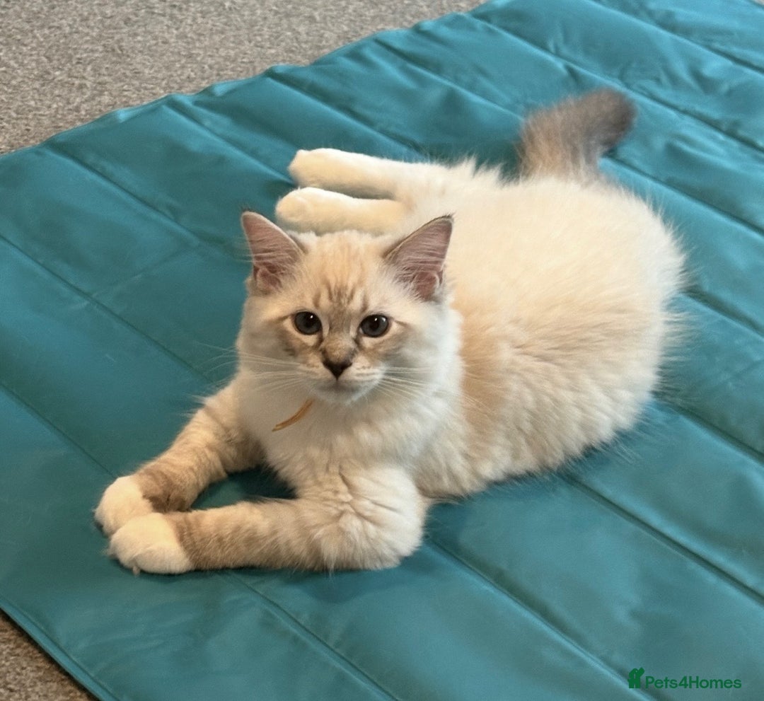 Ragdoll cats for sale: GCCF Ragdoll Kittens 😻 - Image 4