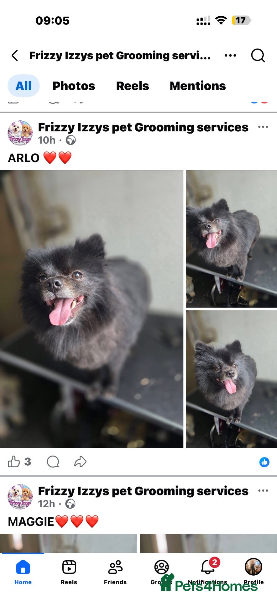 Pomeranian dogs Alo black pom - Advert 5