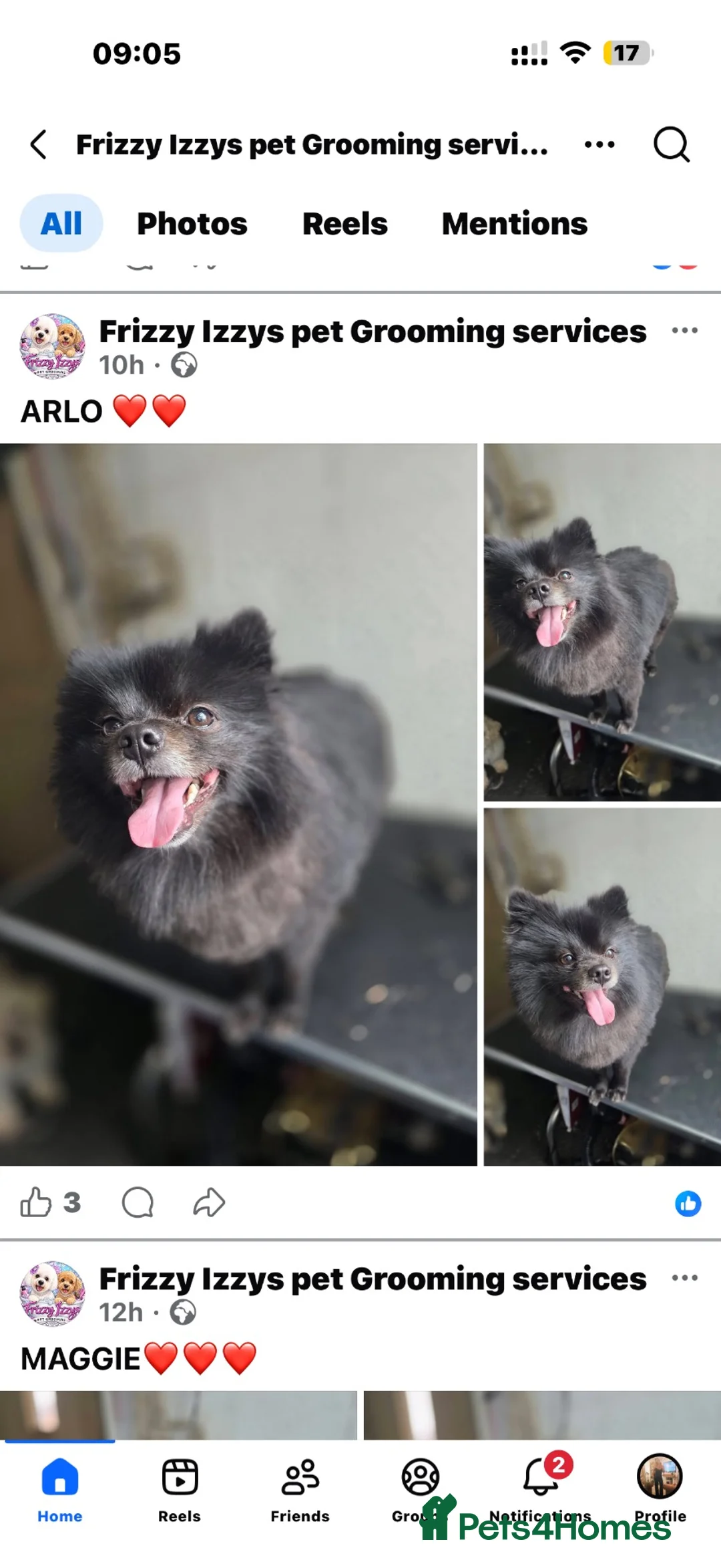 Pomeranian dogs for stud: Alo black pom - Advert 1
