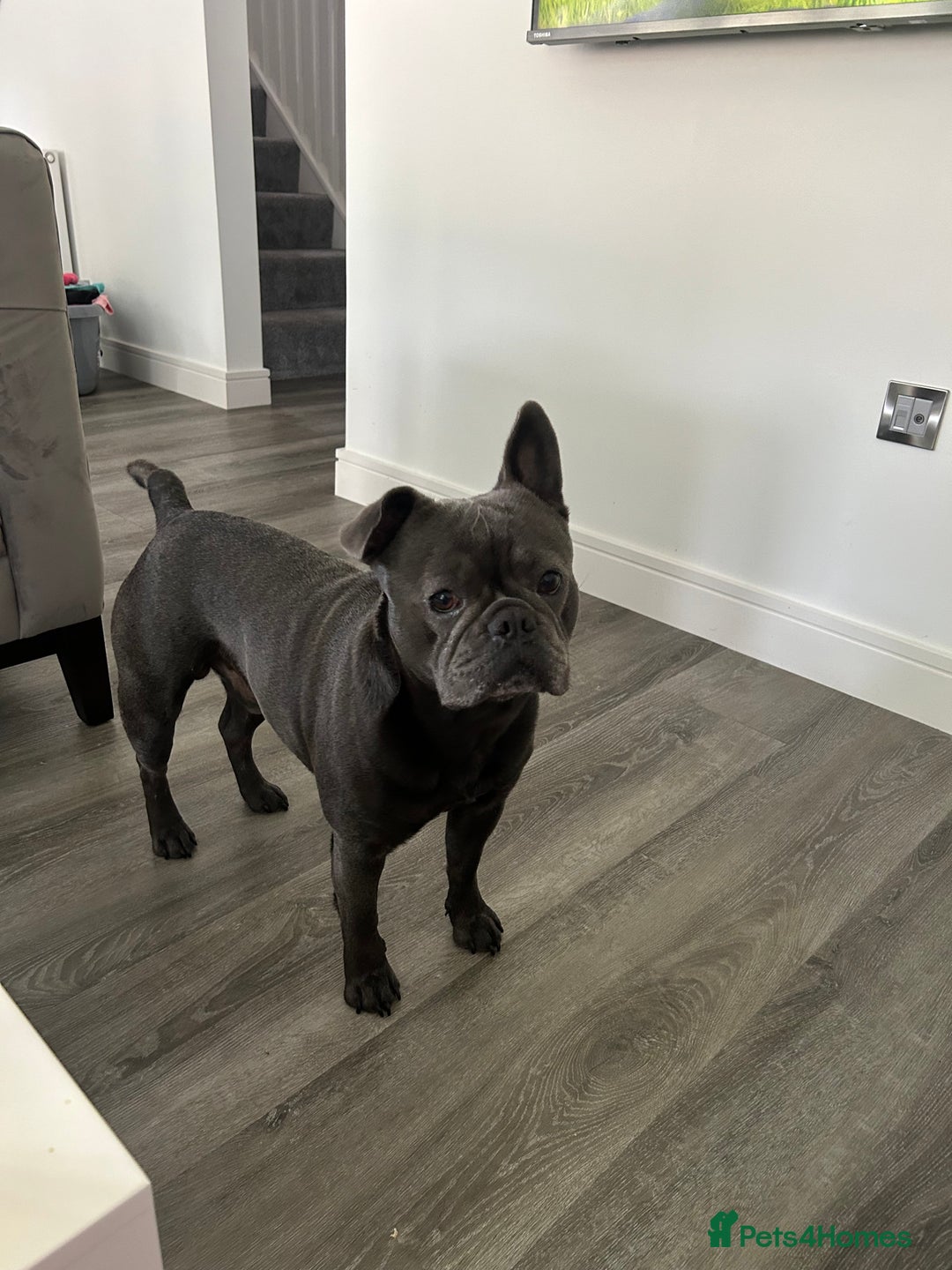 French Bulldog dogs for sale: Buddy Boy - Image 6