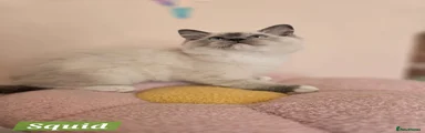 Squid