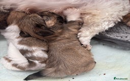 Lhasa Apso dogs for sale: Fabulous KC reg gold male Lhasa apso - Advert 8