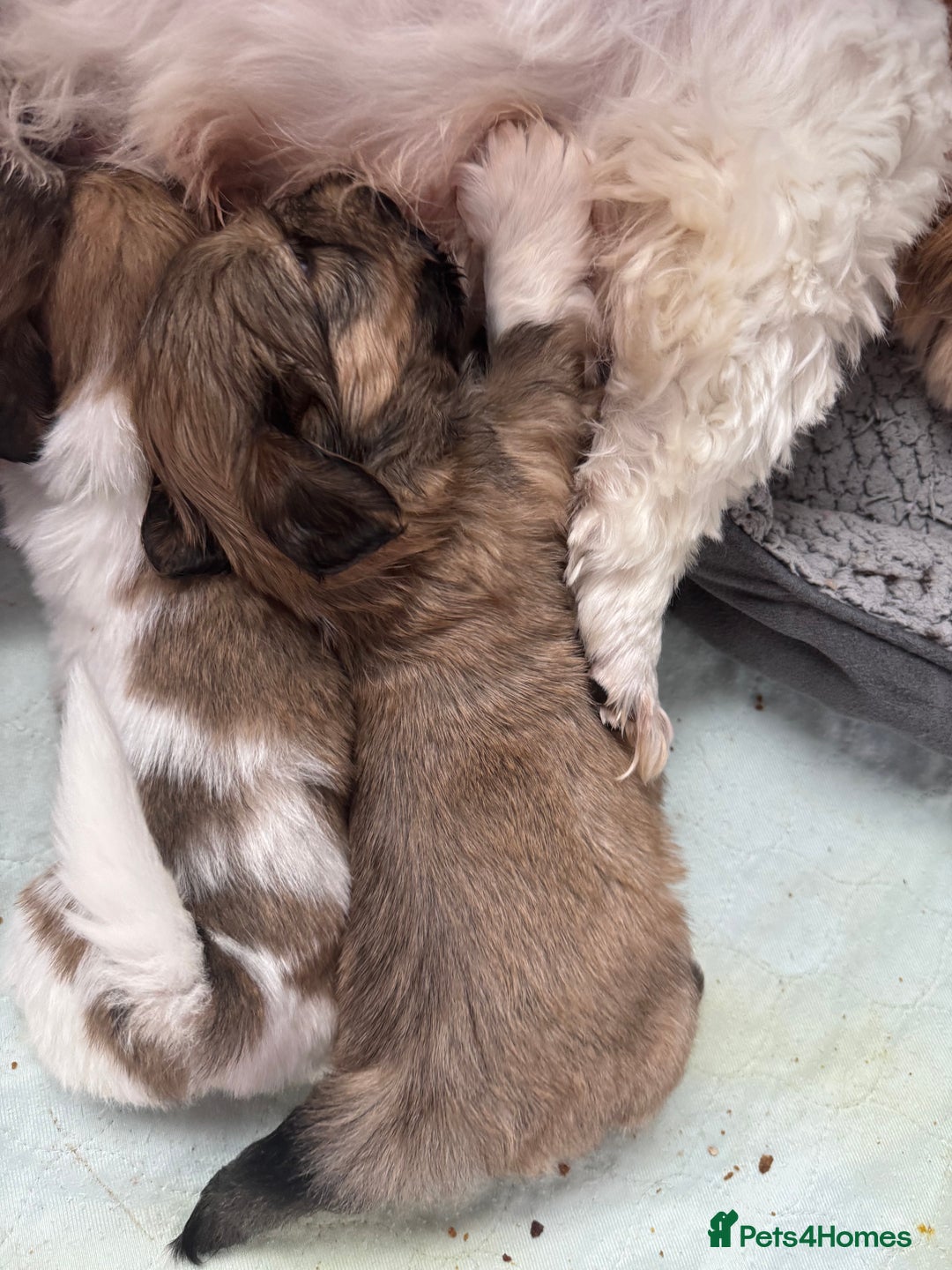 Lhasa Apso dogs for sale: Fabulous KC reg gold male Lhasa apso - Advert 8