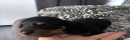 Dachshund dogs for sale: 4 x standard Black and Tan female Dachshund  in Birmingham - Advert 5