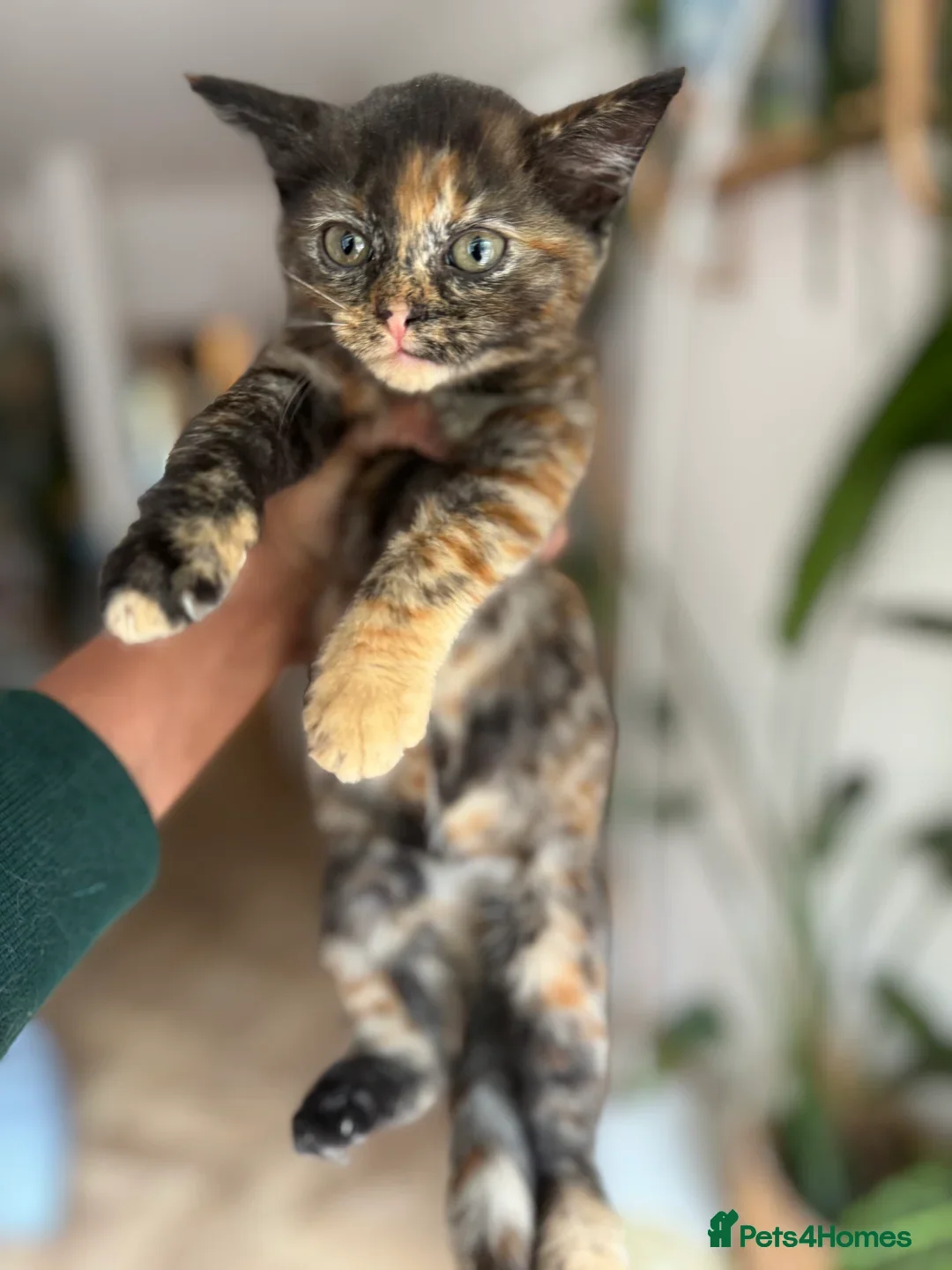 British Shorthair cats for sale: PURE BSH KITTENS READY NOW! - Image 29