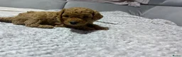 Poochon dogs for sale: F1B PUPPIES POOCHON CROSS TOY POODLE in Swansea - Advert 13