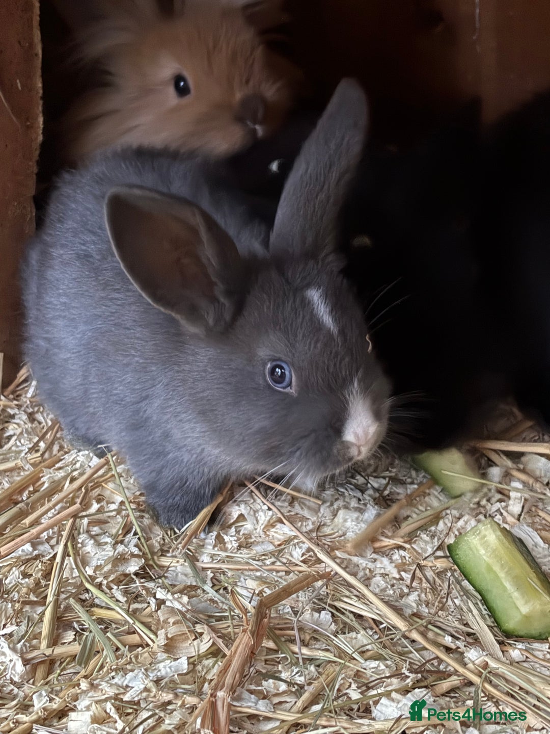 Mini Lop rabbits for sale: Mini lop baby rabbits for sale. - Advert 12