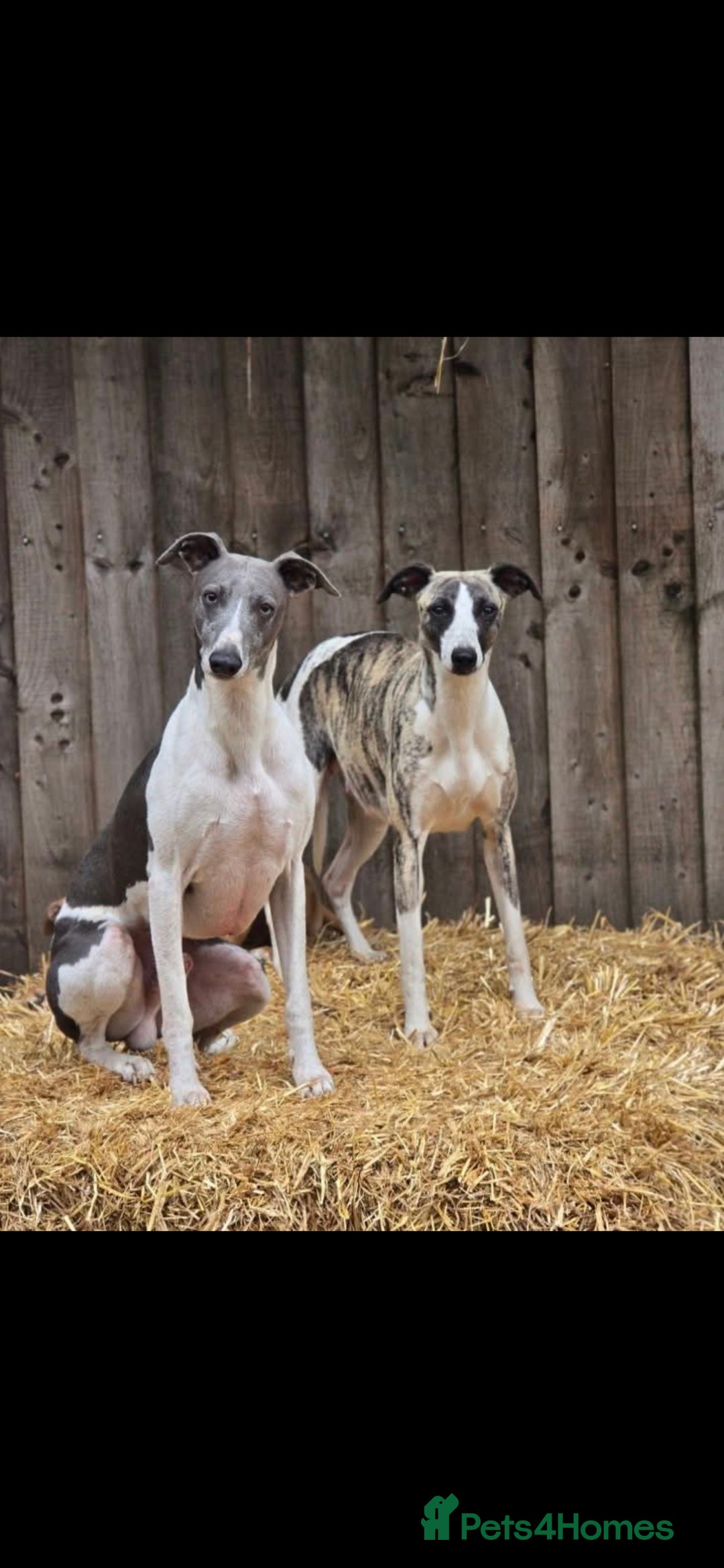 Whippet dogs for sale: Kc reg whippet litter.  male & female available - Image 23