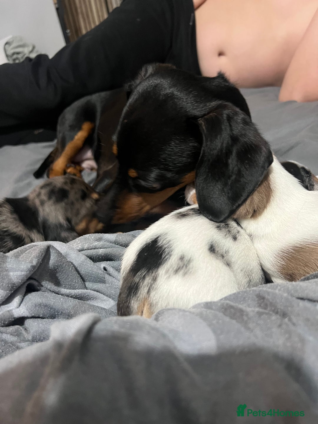 Dachshund dogs for sale: Beautiful white with grey marking  - Advert 6