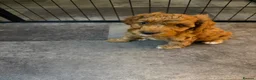 Mixed Breed dogs for sale: Cockerlierpoo male  in Malpas - Advert 4