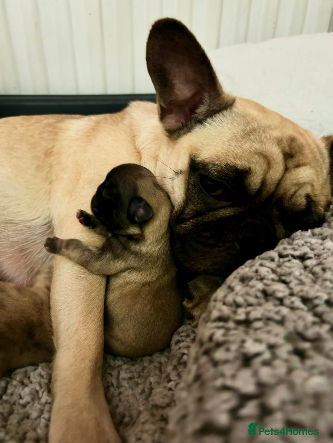 Frug dogs for sale: Fluffy frug - Image 11
