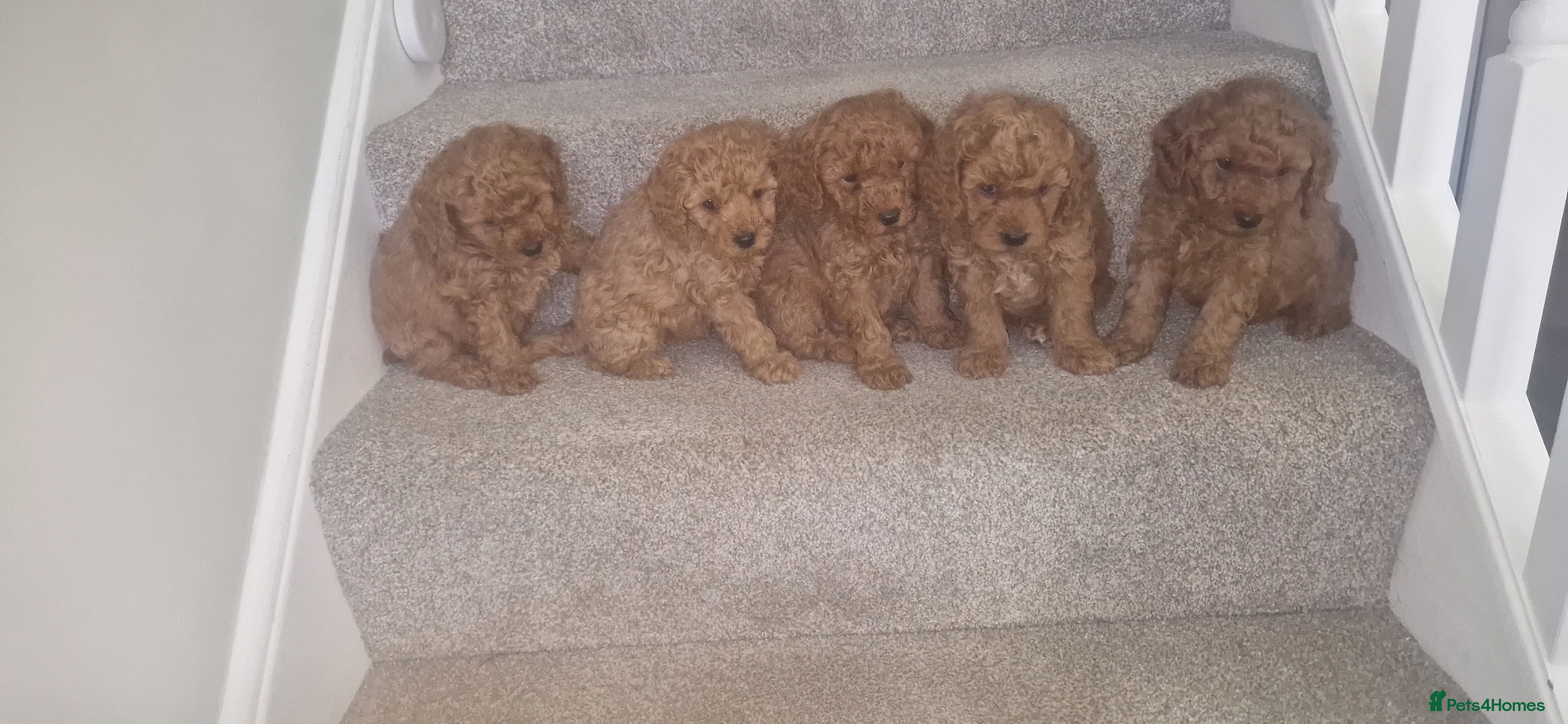 Cavapoo dogs Beautiful and Fluffy Fox Red Cavapoos. - Advert 1