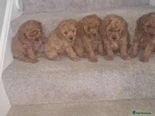 Cavapoo dogs Beautiful and Fluffy Fox Red Cavapoos. - Advert 16