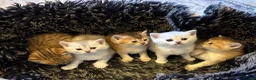 British Shorthair cats for sale: Exquisite confident silver/gold bsh kittens READY  - Advert 1