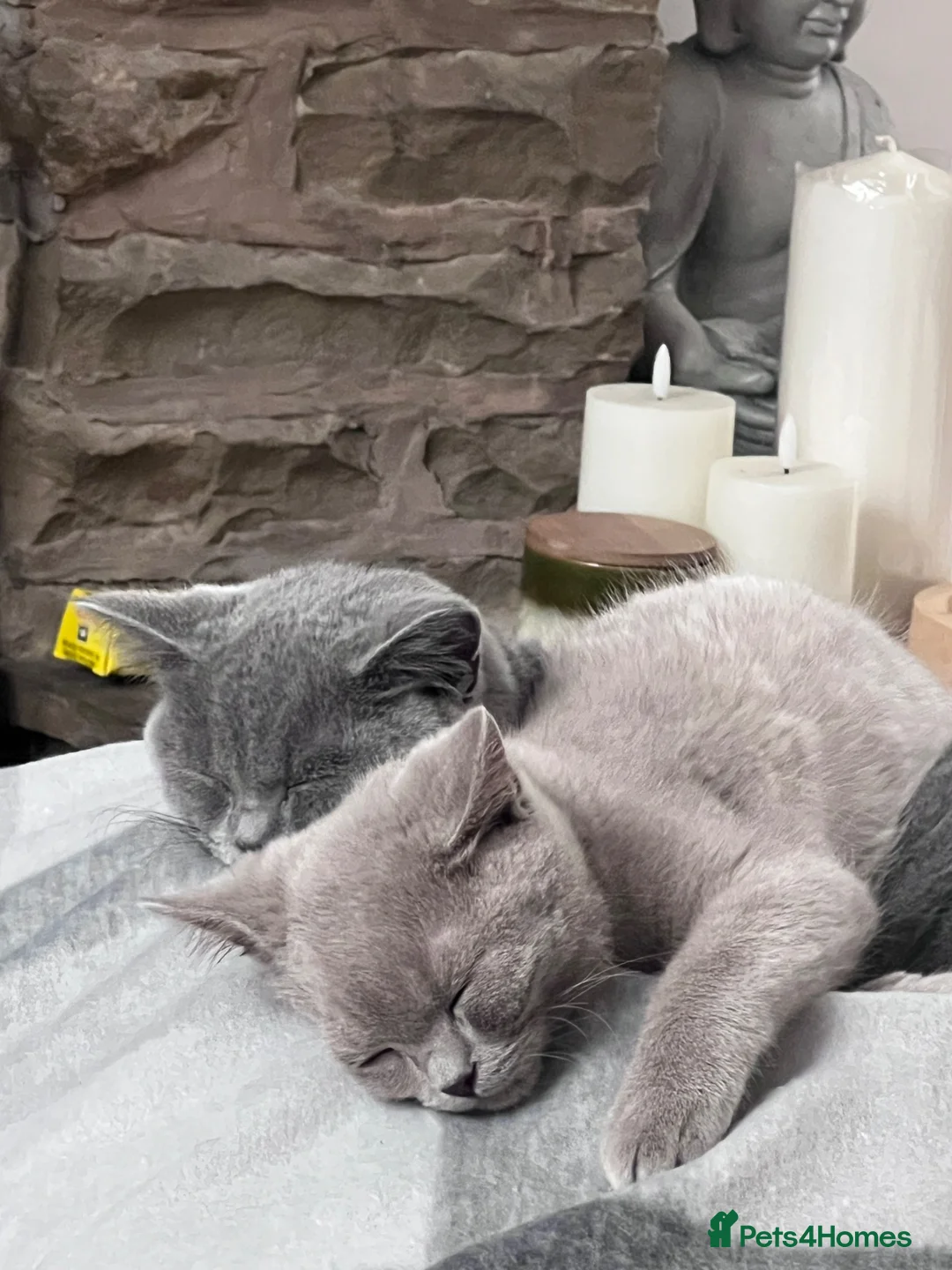 British Shorthair cats for sale: 2 British Shorthair Male in Todmorden - Advert 2