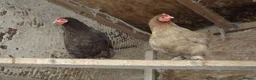 Chickens poultry for sale: CHOCOLATE PEKIN BANTAM HATCHING EGGS in Chichester - Advert 4