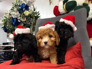 Cavapoo dogs F2 cavapoo puppies 3 beautiful little girls Left - Advert 1