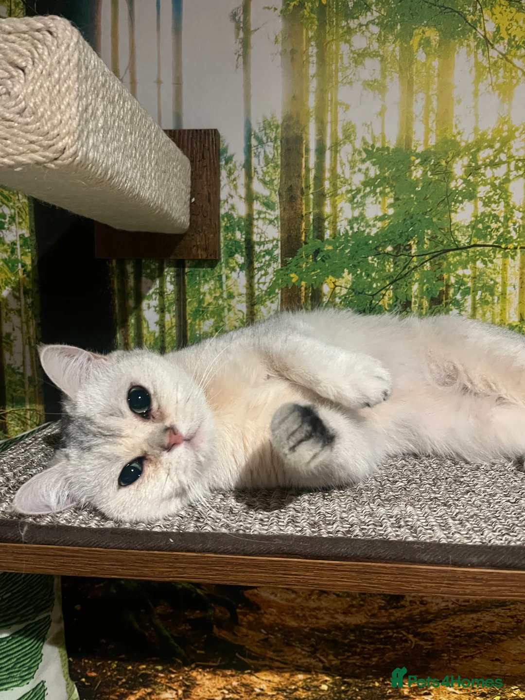 British Shorthair cats for sale: Beautiful Silver Tipped British Shorthair - Advert 4