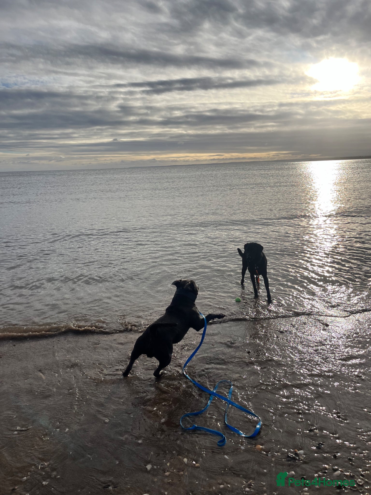 Staffordshire Bull Terrier dogs for stud: Blue Staffordshire Bull Terrier for Stud in Dundee - Advert 21