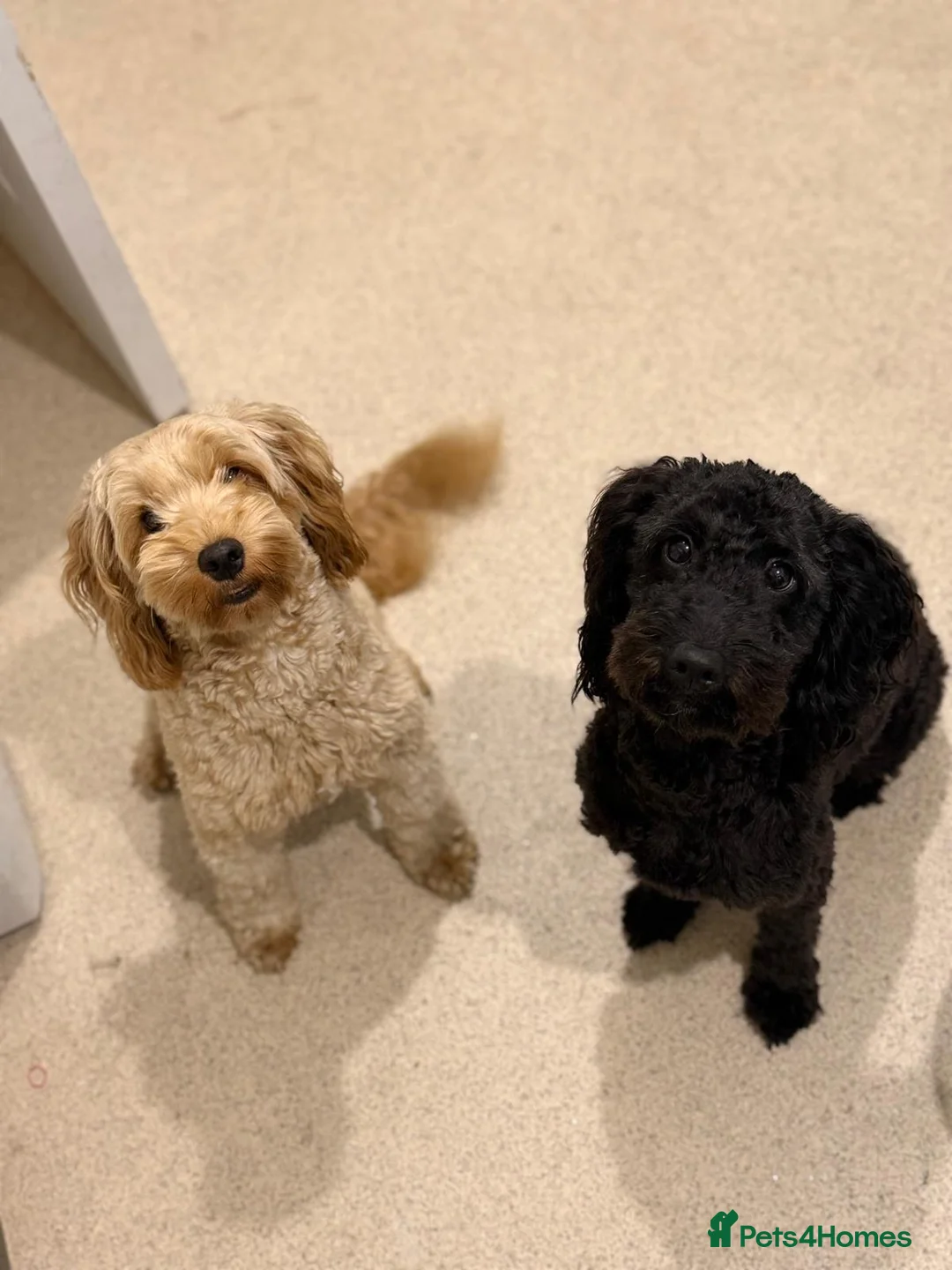 Cockapoo dogs for sale: 5 F2 Cockapoo male pups for sale - Advert 1