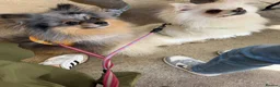 Pomeranian dogs for sale: Beautiful Pomeranian puppies - Advert 6