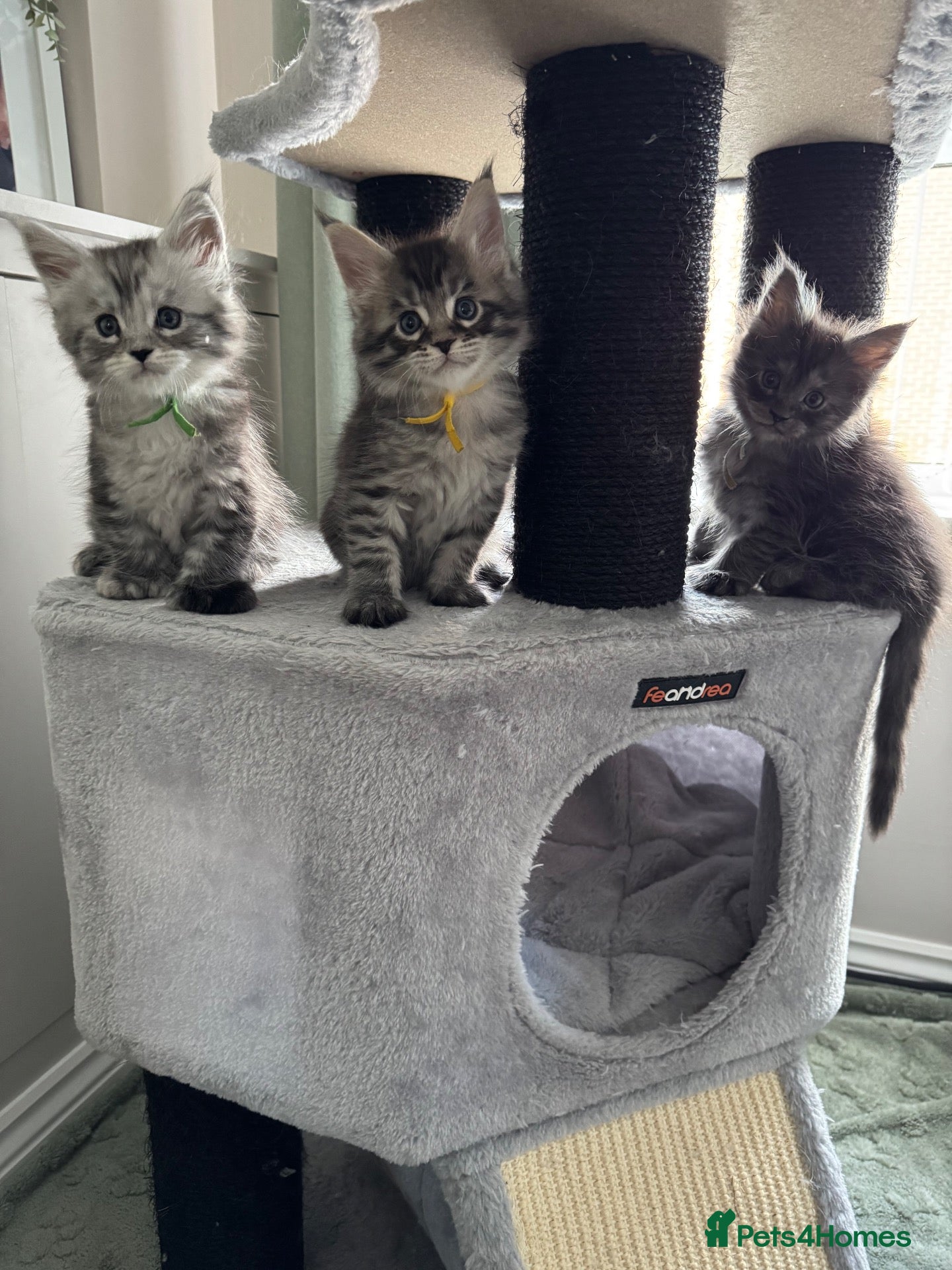 Maine Coon cats Stunning Maine coon kittens - Advert 4