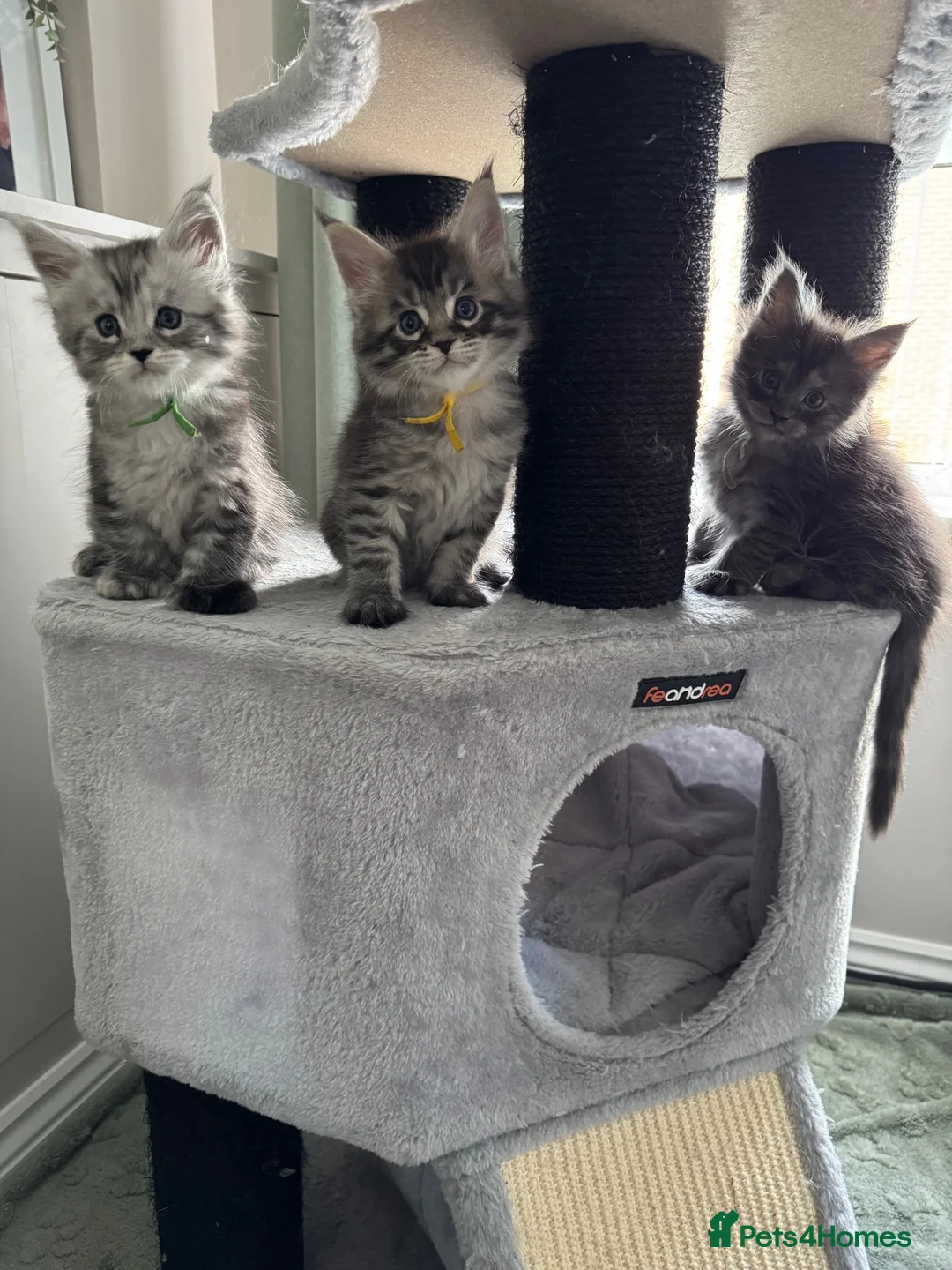 Maine Coon cats for sale: Stunning Maine coon kittens in Newcastle upon Tyne - Advert 1