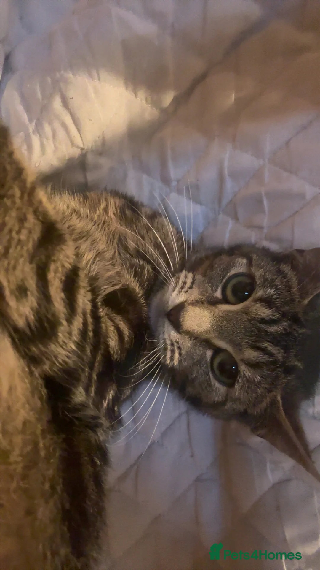 Mixed Breed cats for sale: 🐾 Adorable Kittens Looking for Their Homes! 🐾 in Croydon - Advert 1