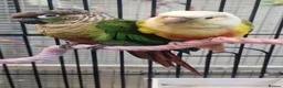Parrots birds for sale: Birds/Parakeets/Parrots/Amazons  - Advert 25