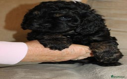 Cockapoo dogs for sale: American unique Black & Tan Cockapoo Girl - Image 7