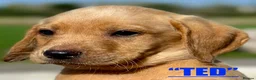 Labrador Retriever dogs for sale: RKC REG’D GOLDEN YELLOW BEAUTIFUL LAB PUPS - Advert 15