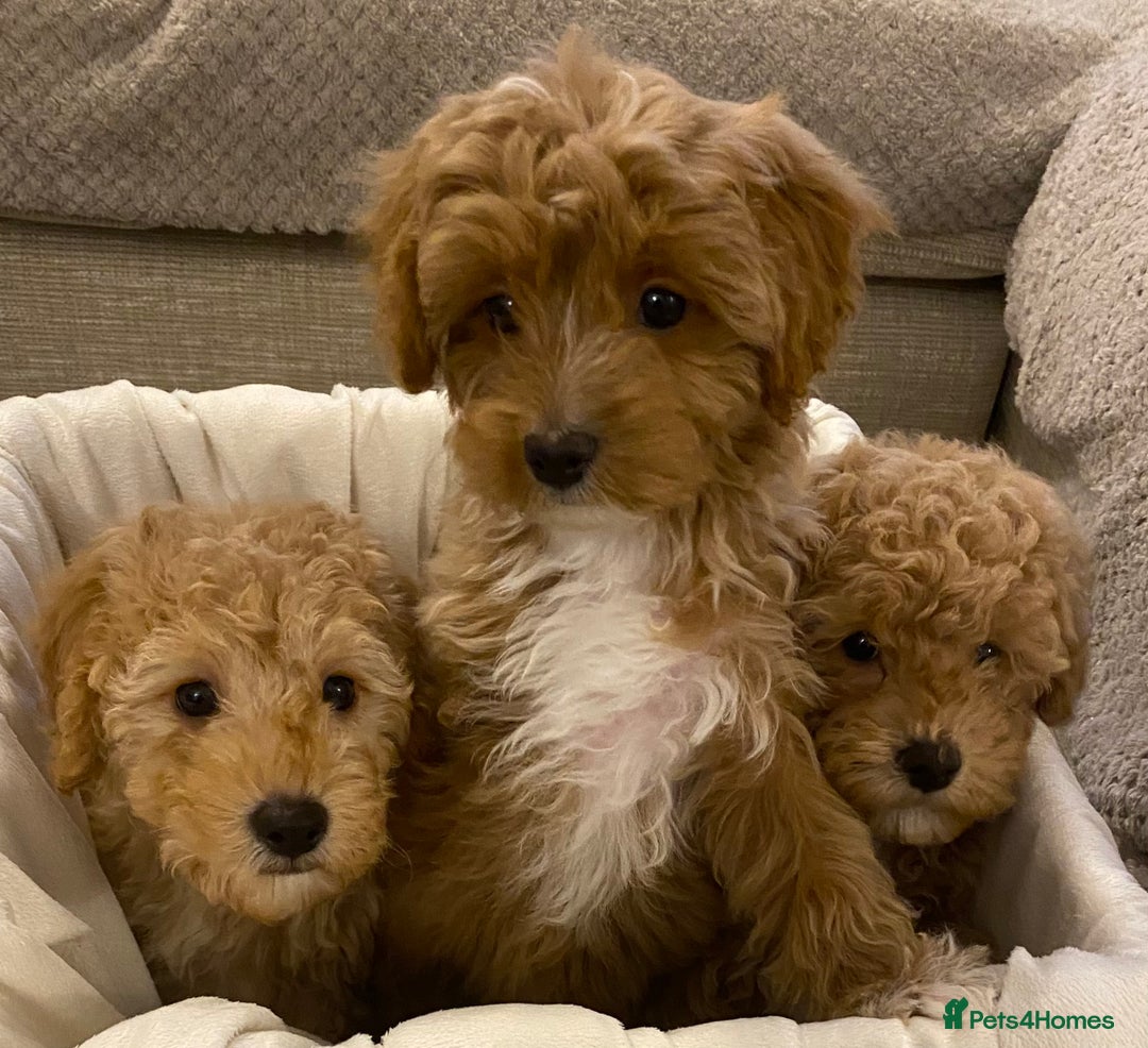 Cavapoo dogs for sale: RED & WHITE CAVAPOO PUPPIES TOP QUALITY BREEDER - Advert 14