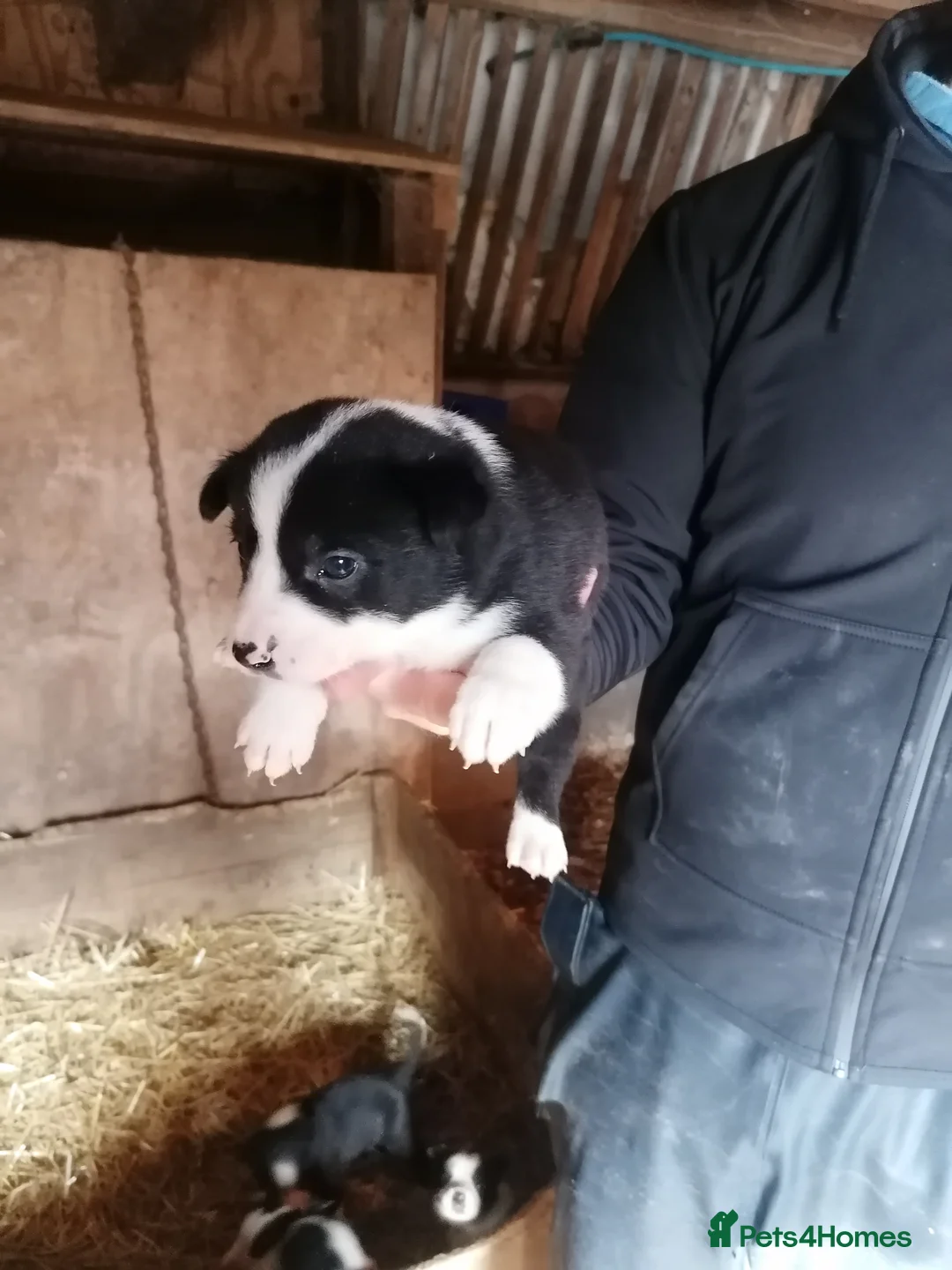 Border Collie dogs for sale: Working Sheepdog puppies  - Advert 11