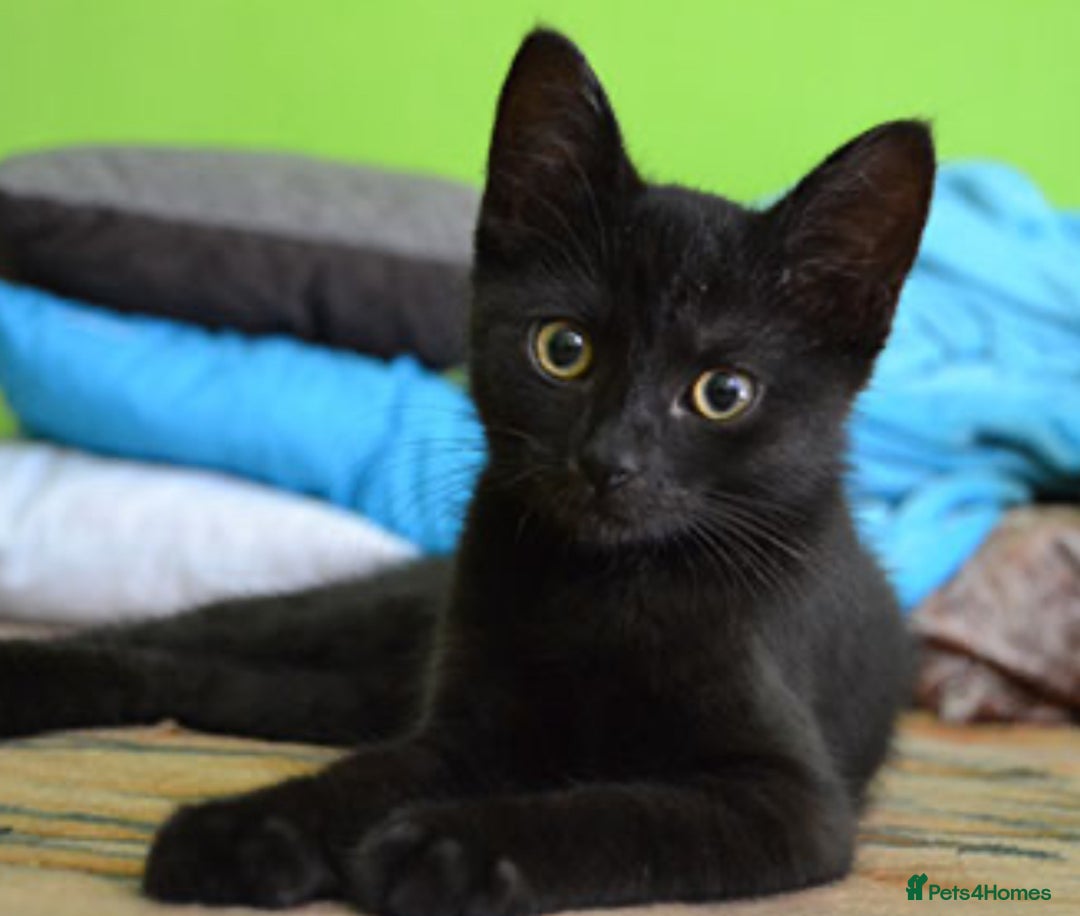 Mixed Breed cats for sale: Adorable kitty For black cat lovers  - Image 2