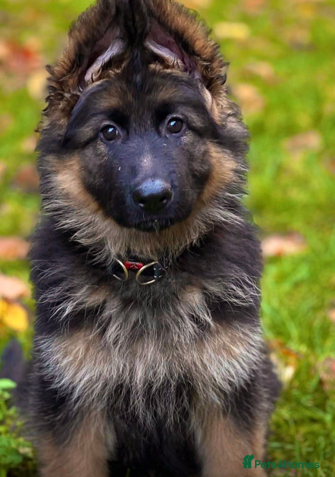 German Shepherd dogs for sale: BIG BONDED, LONG HAIRED GSD PUPPYS  - Advert 30