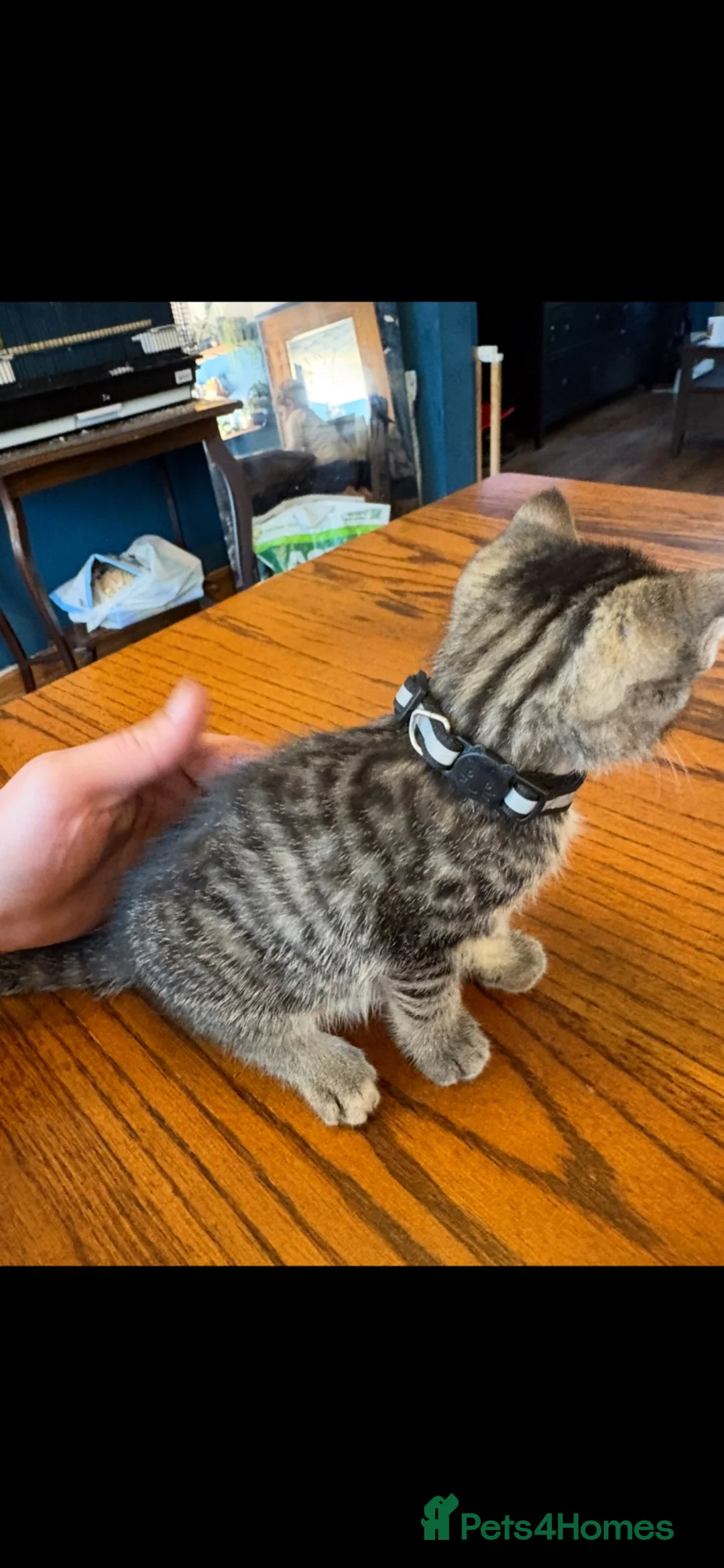 Bengal cats for sale: 5 beautiful kittens in Liverpool - Advert 2