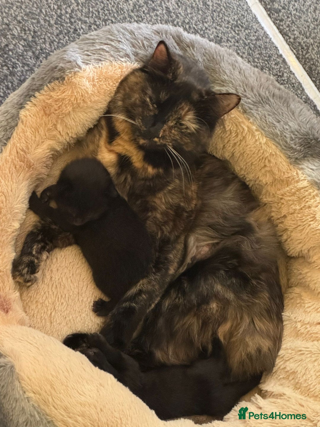 Maine Coon cats for sale: Part maine coon kitten male - Image 4