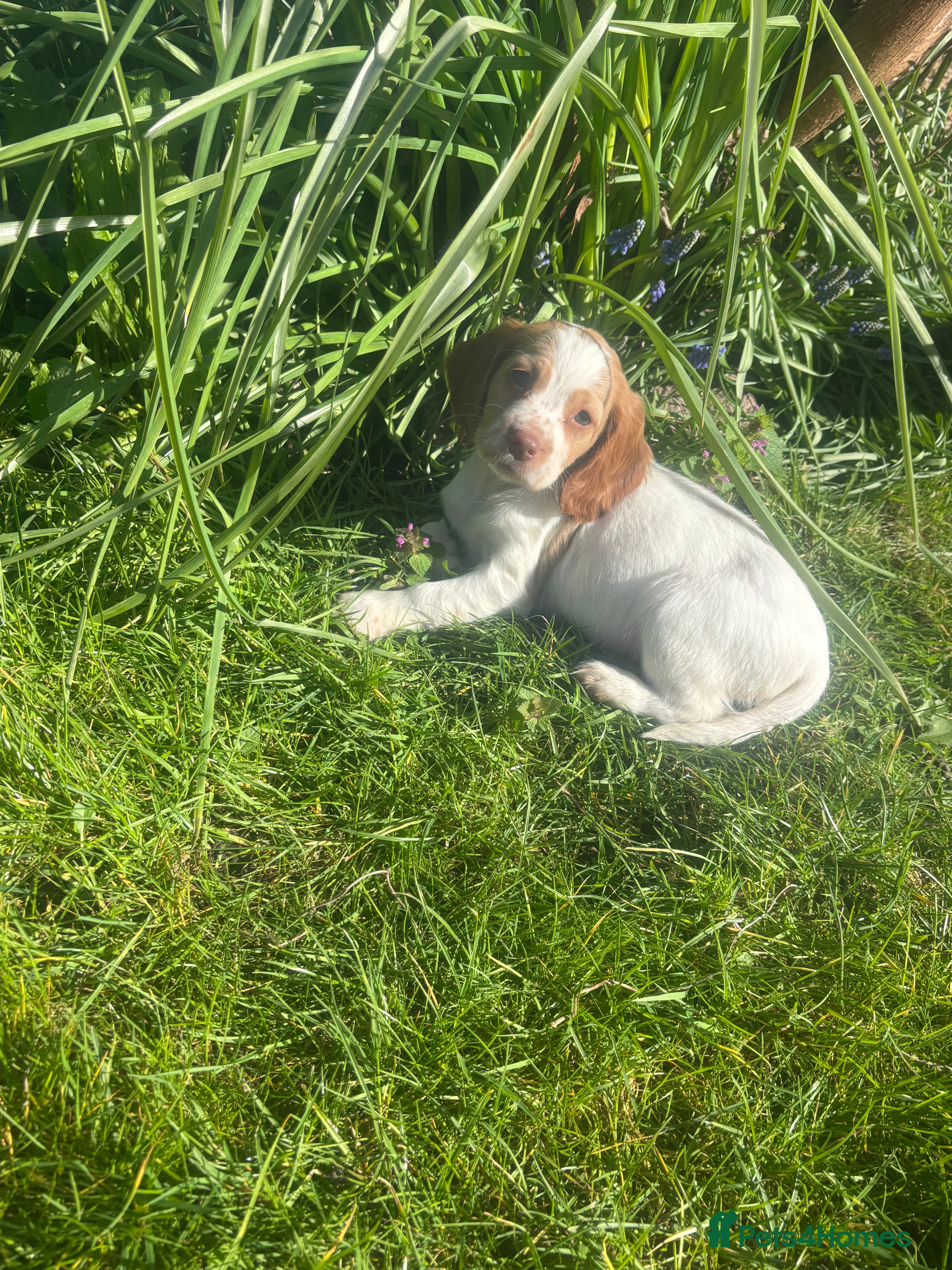 Cocker Spaniel dogs ❗️last girl cocker spaniel looking for new home ❗️ - Advert 11